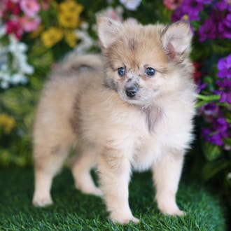 Flint, a male Pomeranian puppy for sale at Blue Sky Puppies Orlando FL