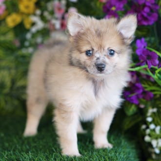 Flint, a male Pomeranian puppy for sale at Blue Sky Puppies Orlando FL