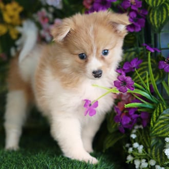 Peanut, a male Pomeranian puppy for sale at Blue Sky Puppies Orlando FL