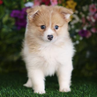 Peanut, a male Pomeranian puppy for sale at Blue Sky Puppies Orlando FL
