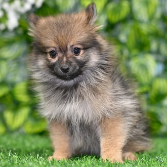 Layla puppy images