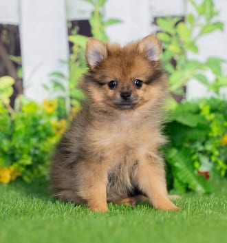 India puppy images