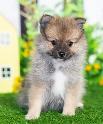 Brie puppy images