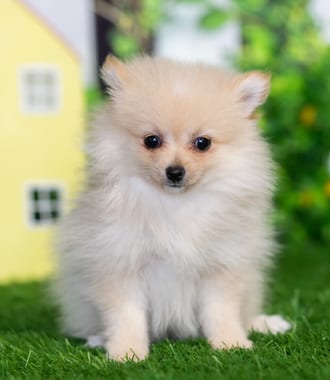 Astrid puppy images