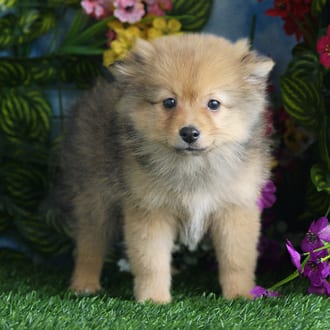 Cheerio, a female Pomeranian puppy for sale at Blue Sky Puppies Orlando FL
