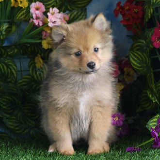 Cheerio, a female Pomeranian puppy for sale at Blue Sky Puppies Orlando FL