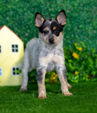 Dolly puppy images