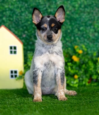 Dolly puppy images