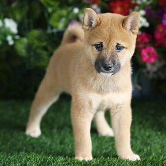 Lewis, a male Shiba Inu puppy for sale at Blue Sky Puppies Orlando FL