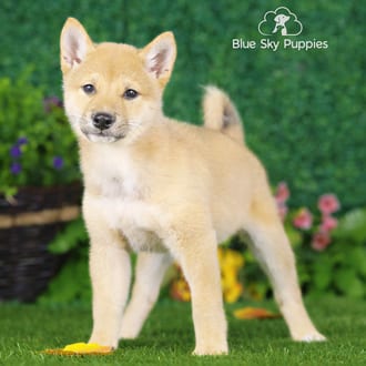 Titus, a male Shiba Inu puppy for sale at Blue Sky Puppies Nashville TN
