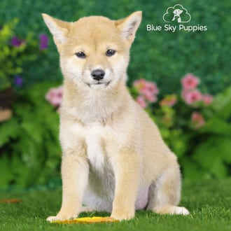 Chance, a female Shiba Inu puppy for sale at Blue Sky Puppies Nashville TN
