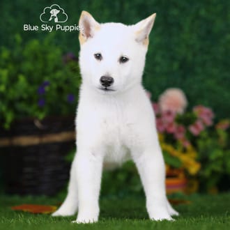 Stuart, a male Shiba Inu puppy for sale at Blue Sky Puppies Nashville TN