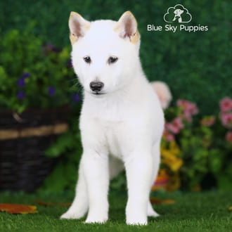 Stuart, a male Shiba Inu puppy for sale at Blue Sky Puppies Nashville TN