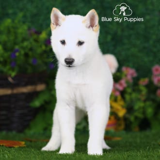 Stuart, a male Shiba Inu puppy for sale at Blue Sky Puppies Nashville TN