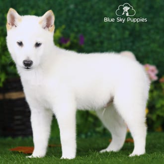 Canyon, a female Shiba Inu puppy for sale at Blue Sky Puppies Nashville TN