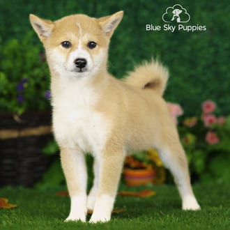 Xella, a female Shiba Inu puppy for sale at Blue Sky Puppies Nashville TN
