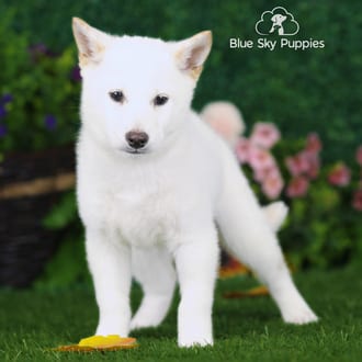 Holly, a female Shiba Inu puppy for sale at Blue Sky Puppies Nashville TN