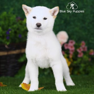 Holly, a female Shiba Inu puppy for sale at Blue Sky Puppies Nashville TN
