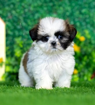 Laura, a female Shih Tzu puppy for sale at Blue Sky Puppies Nashville TN