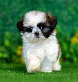 Laura, a female Shih Tzu puppy for sale at Blue Sky Puppies Nashville TN
