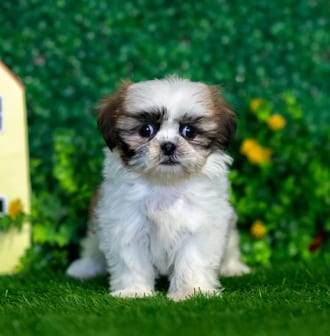 Butterscotch puppy images
