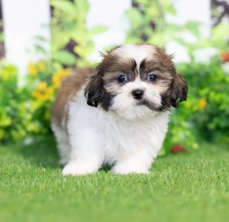 Griffin puppy images