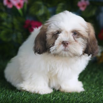 Kash, a male Shih Tzu puppy for sale at Blue Sky Puppies Orlando FL