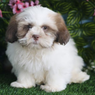 Kash, a male Shih Tzu puppy for sale at Blue Sky Puppies Orlando FL