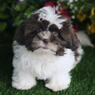 Bandit, a male Shih Tzu puppy for sale at Blue Sky Puppies Orlando FL
