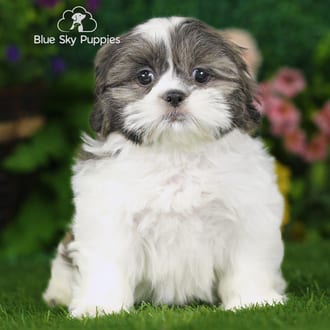 Marco, a male Shih Tzu puppy for sale at Blue Sky Puppies Nashville TN