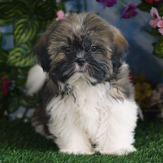 Margot, a female Shih Tzu puppy for sale at Blue Sky Puppies Orlando FL