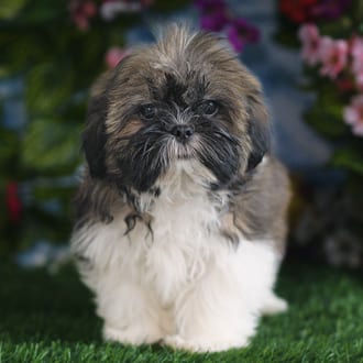 Margot, a female Shih Tzu puppy for sale at Blue Sky Puppies Orlando FL