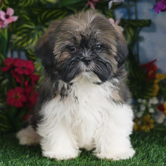 Margot, a female Shih Tzu puppy for sale at Blue Sky Puppies Orlando FL
