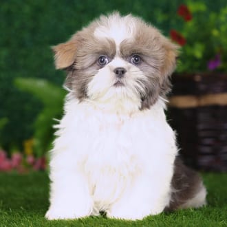 Lane, a male Shih Tzu puppy for sale at Blue Sky Puppies Nashville TN