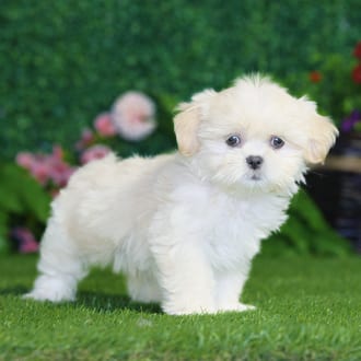 Pixie, a female Shih Tzu puppy for sale at Blue Sky Puppies Nashville TN