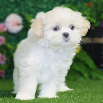 Pixie, a female Shih Tzu puppy for sale at Blue Sky Puppies Nashville TN