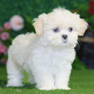 Pixie, a female Shih Tzu puppy for sale at Blue Sky Puppies Nashville TN