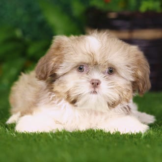 Uinta, a female Shih Tzu puppy for sale at Blue Sky Puppies Nashville TN