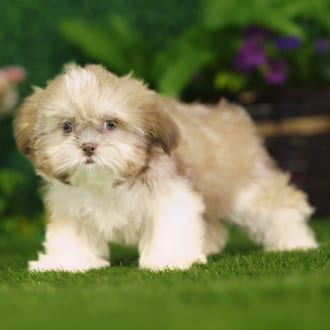Uinta, a female Shih Tzu puppy for sale at Blue Sky Puppies Nashville TN