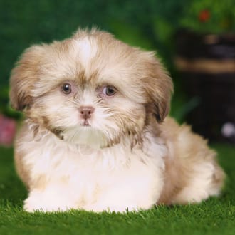 Uinta, a female Shih Tzu puppy for sale at Blue Sky Puppies Nashville TN