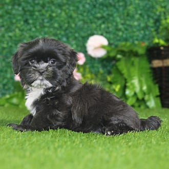 Elmer, a male Shih Tzu puppy for sale at Blue Sky Puppies Nashville TN