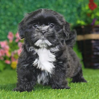 Elmer, a male Shih Tzu puppy for sale at Blue Sky Puppies Nashville TN