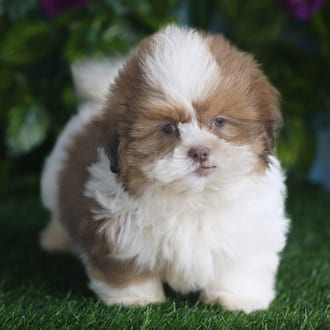 Farley, a male Shih Tzu puppy for sale at Blue Sky Puppies Orlando FL