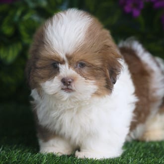 Farley, a male Shih Tzu puppy for sale at Blue Sky Puppies Orlando FL