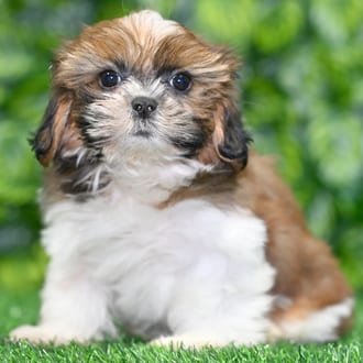 Tyson puppy images