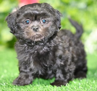 Foster puppy images