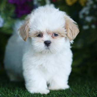 Lewis, a male Shih Tzu puppy for sale at Blue Sky Puppies Orlando FL