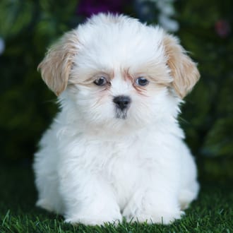 Lewis, a male Shih Tzu puppy for sale at Blue Sky Puppies Orlando FL