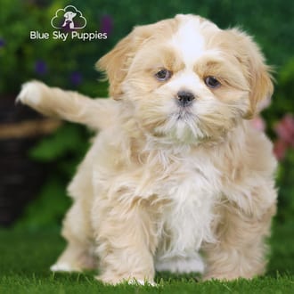 William, a male Shih Tzu puppy for sale at Blue Sky Puppies Nashville TN