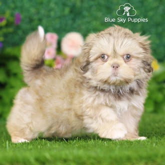 Charlotte, a female Shih Tzu puppy for sale at Blue Sky Puppies Nashville TN